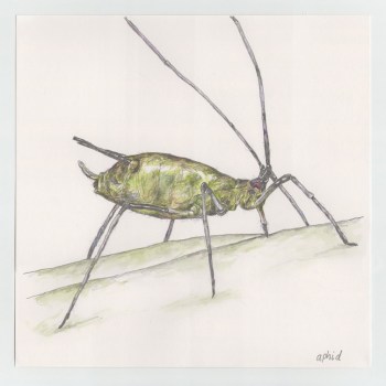 dave_ball_atoz_aphid1